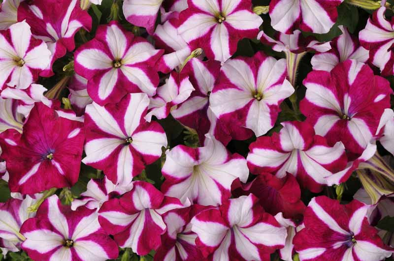 Petunia 'Easy Wave Burgundy Star'